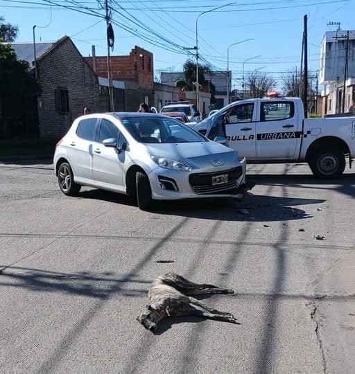 Choque en Pergamino: El perro está bien